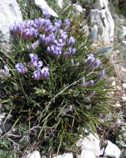 Fotografia da espécie Erinacea anthyllis