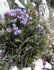 Erinacea anthyllis subesp. anthyllis
