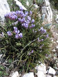 Fotografia da espécie Erinacea anthyllis subesp. anthyllis