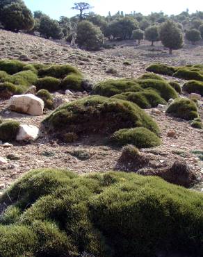 Fotografia 8 da espécie Erinacea anthyllis subesp. anthyllis no Jardim Botânico UTAD