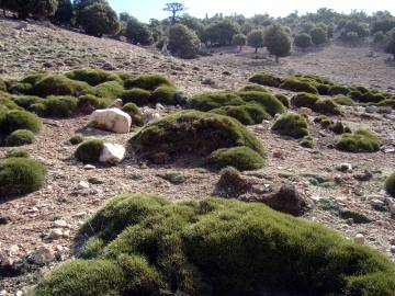 Fotografia da espécie Erinacea anthyllis subesp. anthyllis