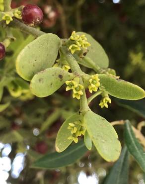 Fotografia 3 da espécie Viscum cruciatum no Jardim Botânico UTAD