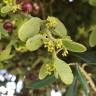 Fotografia 3 da espécie Viscum cruciatum do Jardim Botânico UTAD