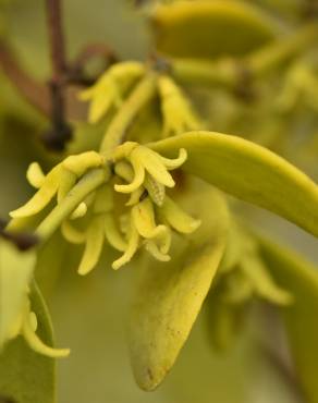 Fotografia 5 da espécie Viscum cruciatum no Jardim Botânico UTAD