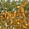 Fotografia 7 da espécie Viscum cruciatum do Jardim Botânico UTAD