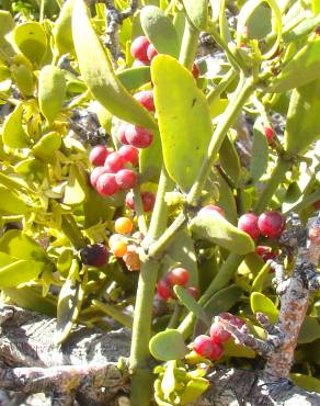 Fotografia 8 da espécie Viscum cruciatum no Jardim Botânico UTAD
