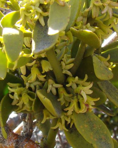 Fotografia de capa Viscum cruciatum - do Jardim Botânico