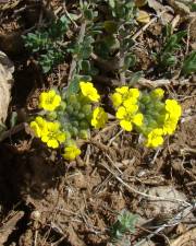 Fotografia da espécie Alyssum atlanticum