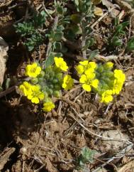 Alyssum atlanticum