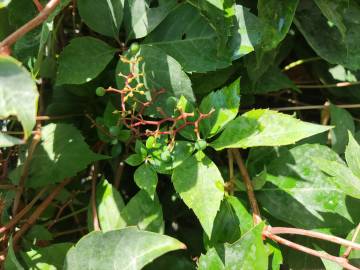 Fotografia da espécie Parthenocissus quinquefolia