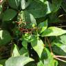 Fotografia 17 da espécie Parthenocissus quinquefolia do Jardim Botânico UTAD