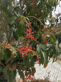 Fotografia da espécie Prunus lusitanica subesp. lusitanica