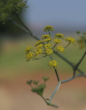 Fotografia 8 da espécie Foeniculum vulgare no Jardim Botânico UTAD