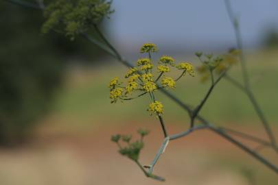 Fotografia da espécie Foeniculum vulgare