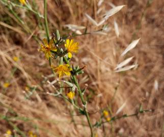 Fotografia da espécie Chondrilla juncea