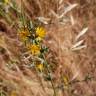 Fotografia 14 da espécie Chondrilla juncea do Jardim Botânico UTAD