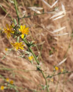 Fotografia 15 da espécie Chondrilla juncea no Jardim Botânico UTAD