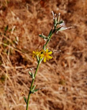 Fotografia 16 da espécie Chondrilla juncea no Jardim Botânico UTAD