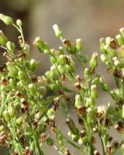 Fotografia da espécie Erigeron floribundus