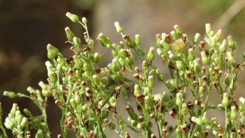 Fotografia da espécie Erigeron floribundus