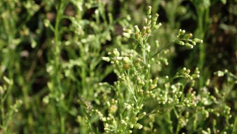 Fotografia da espécie Erigeron floribundus