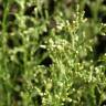 Fotografia 10 da espécie Erigeron floribundus do Jardim Botânico UTAD