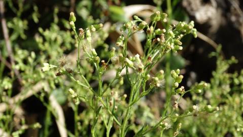 Fotografia da espécie Erigeron floribundus