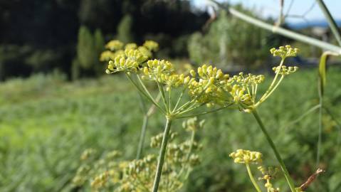 Fotografia da espécie Foeniculum vulgare