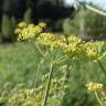 Fotografia 9 da espécie Foeniculum vulgare do Jardim Botânico UTAD