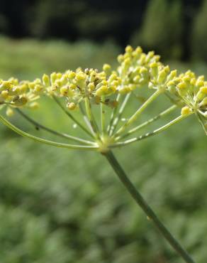 Fotografia 10 da espécie Foeniculum vulgare no Jardim Botânico UTAD