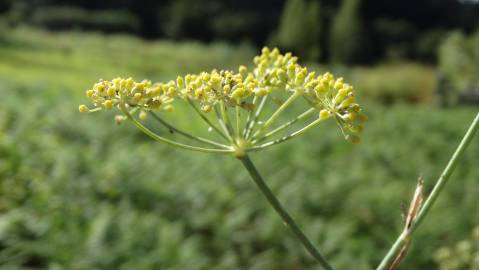 Fotografia da espécie Foeniculum vulgare