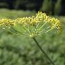 Fotografia 10 da espécie Foeniculum vulgare do Jardim Botânico UTAD