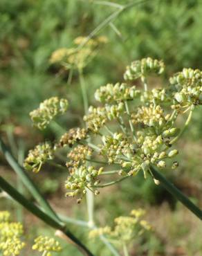 Fotografia 11 da espécie Foeniculum vulgare no Jardim Botânico UTAD