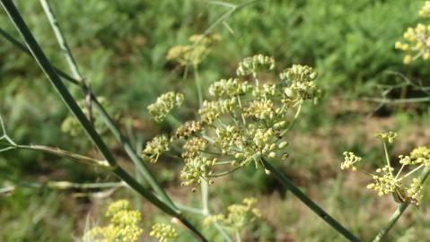 Fotografia da espécie Foeniculum vulgare