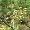 Fotografia 11 da espécie Foeniculum vulgare do Jardim Botânico UTAD