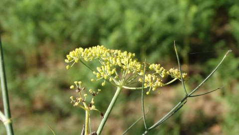 Fotografia da espécie Foeniculum vulgare