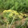 Fotografia 12 da espécie Foeniculum vulgare do Jardim Botânico UTAD