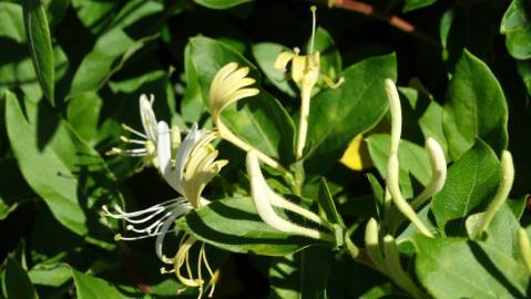 Fotografia da espécie Lonicera japonica