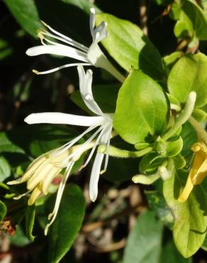 Fotografia 15 da espécie Lonicera japonica no Jardim Botânico UTAD