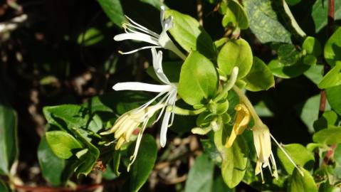 Fotografia da espécie Lonicera japonica