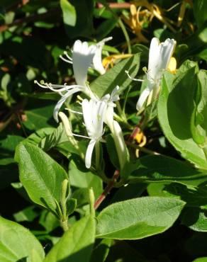 Fotografia 16 da espécie Lonicera japonica no Jardim Botânico UTAD