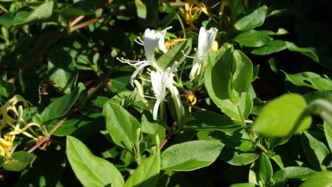 Fotografia da espécie Lonicera japonica