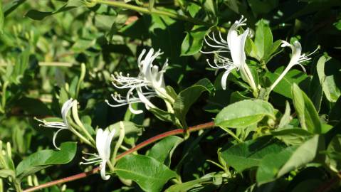 Fotografia da espécie Lonicera japonica