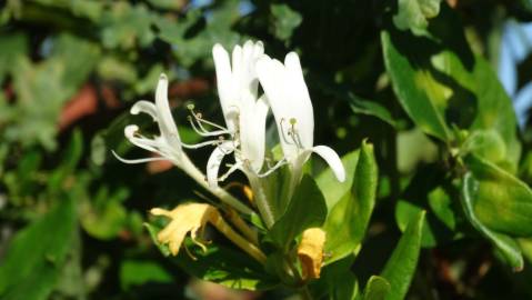 Fotografia da espécie Lonicera japonica