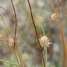 Fotografia 5 da espécie Succisa pinnatifida do Jardim Botânico UTAD