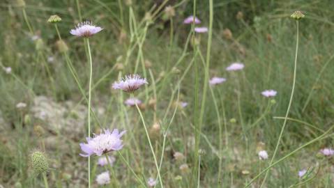 Fotografia da espécie Succisa pinnatifida