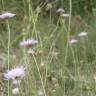 Fotografia 7 da espécie Succisa pinnatifida do Jardim Botânico UTAD