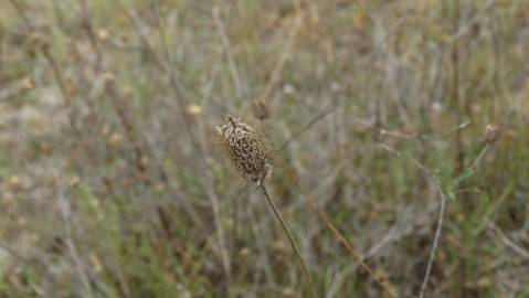 Fotografia da espécie Succisa pinnatifida