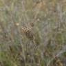 Fotografia 9 da espécie Succisa pinnatifida do Jardim Botânico UTAD