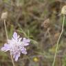 Fotografia 10 da espécie Succisa pinnatifida do Jardim Botânico UTAD